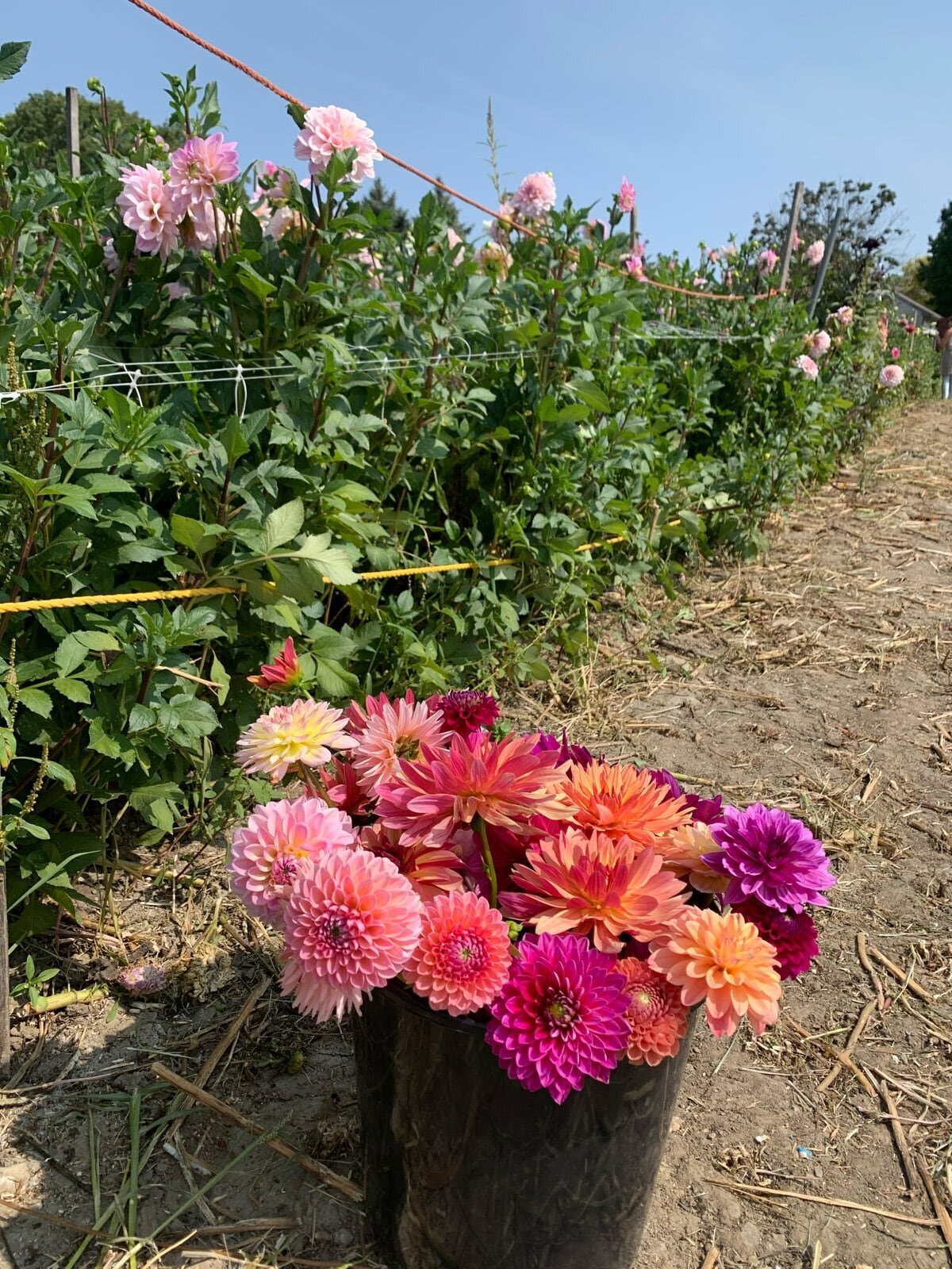 Bloomery | Sweet Peas Flower Farm 19