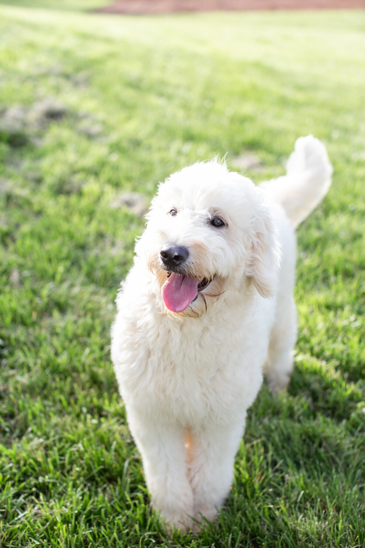 Misty's Puppy-11