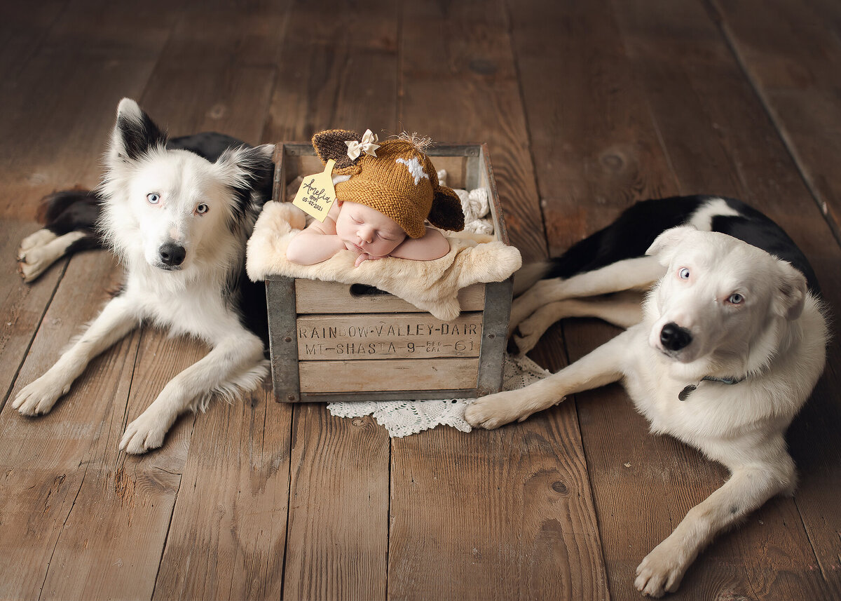 Newborn photos with dogs, Medford, Katie Anne