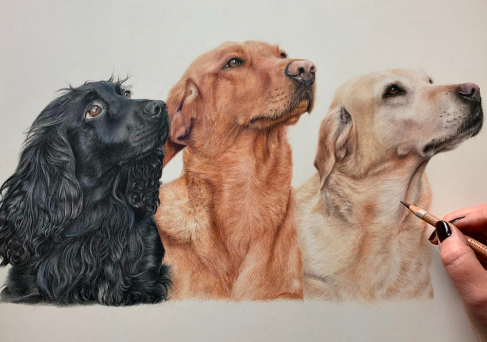 Dogs---Coloured-Pencil-Drawing---Bonny-Snowdon-Fine-Art