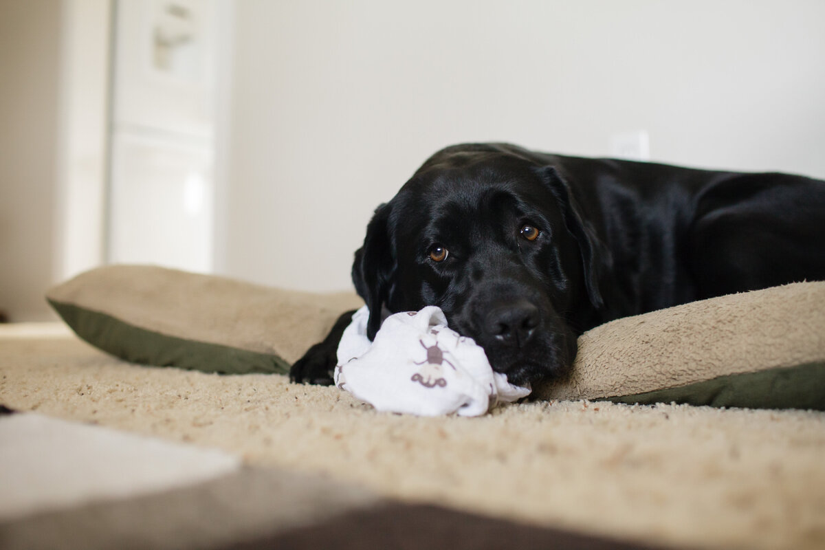 lilly-newborn-006