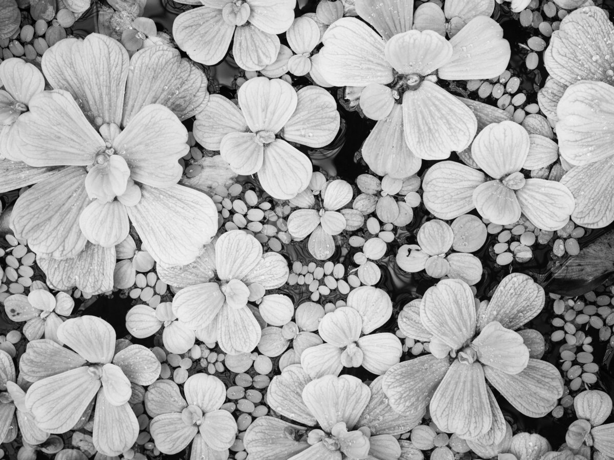 kier-in-sight-archives-CPugzN8v6Xs-unsplash