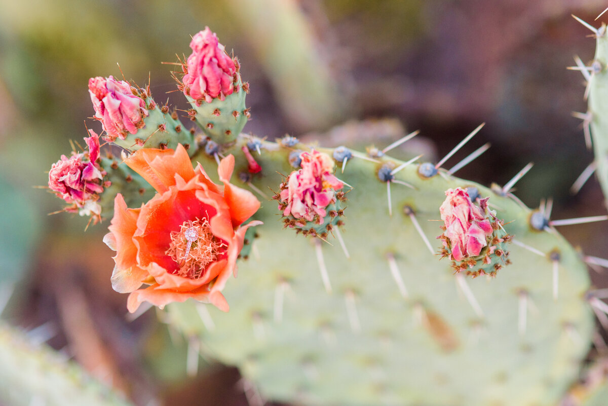 favoritesmarquette-laree-prickly-pear-blossoms
