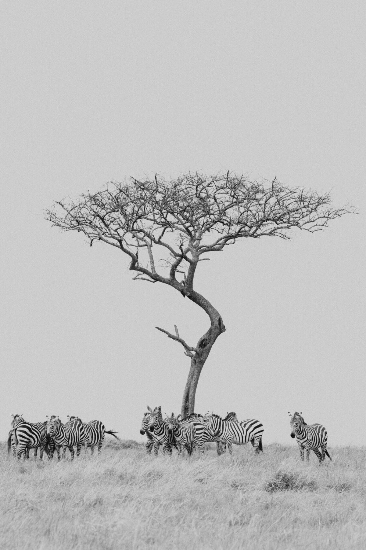 zebra-herd-maasai-mara-kenya_0690