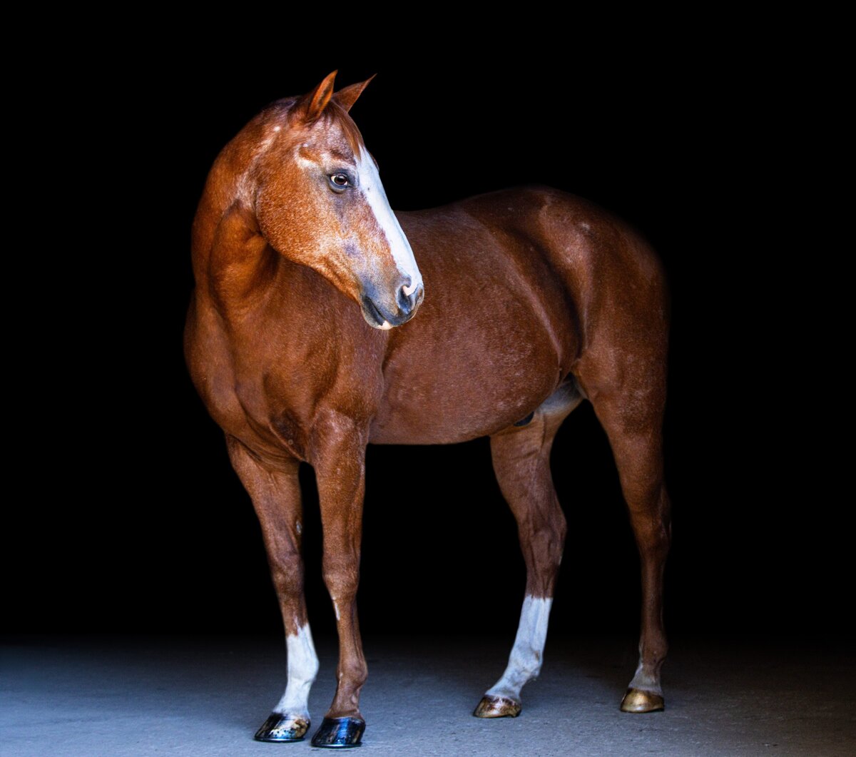 A chestnut horse looking left across its body during a black background photoshoot in Willow Spring, North Carolina.