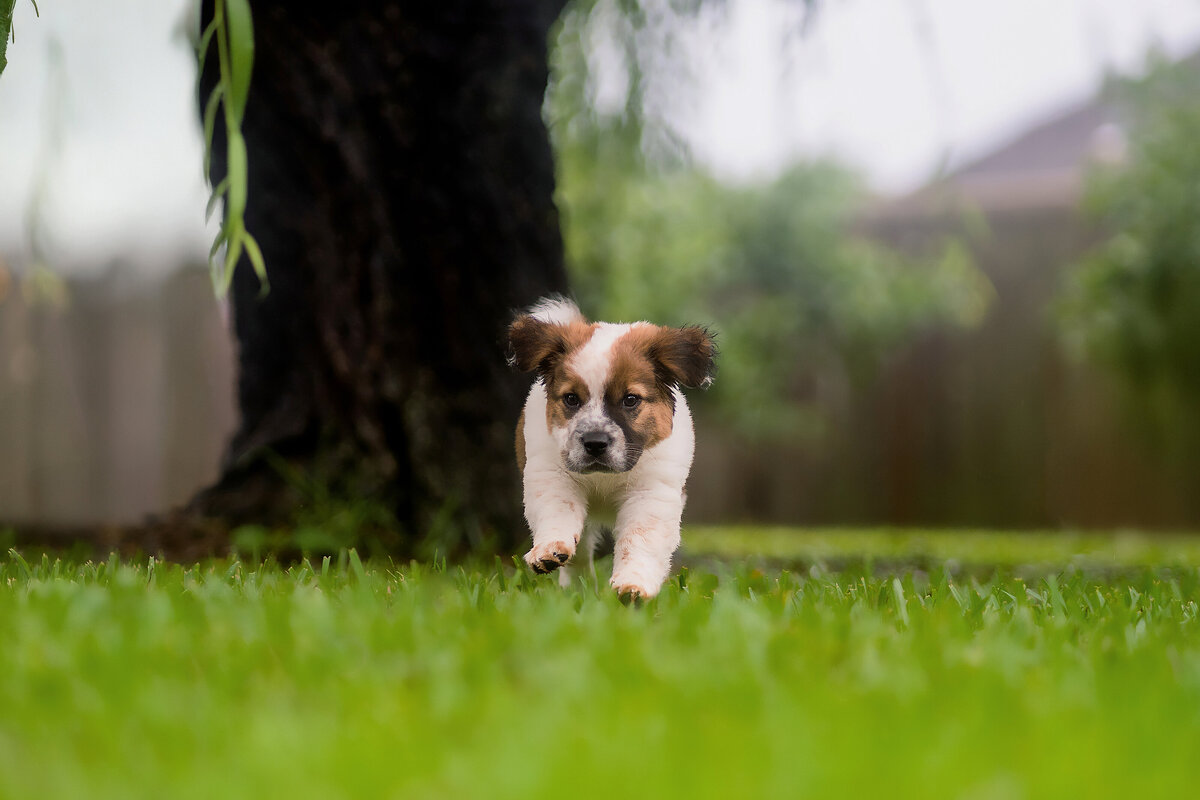 New Orleans Pet Photographer 7