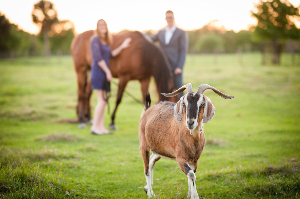 Equine Photography Engagement