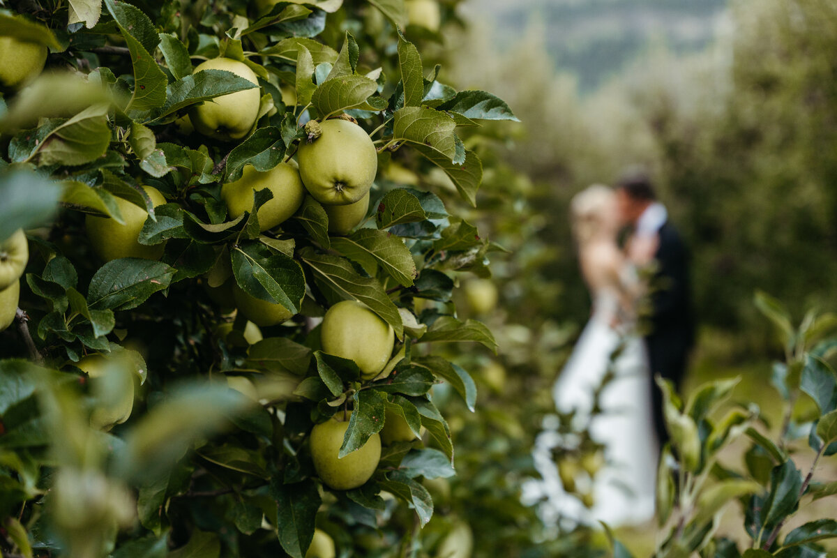 Close-up of apples growing in orchard trees