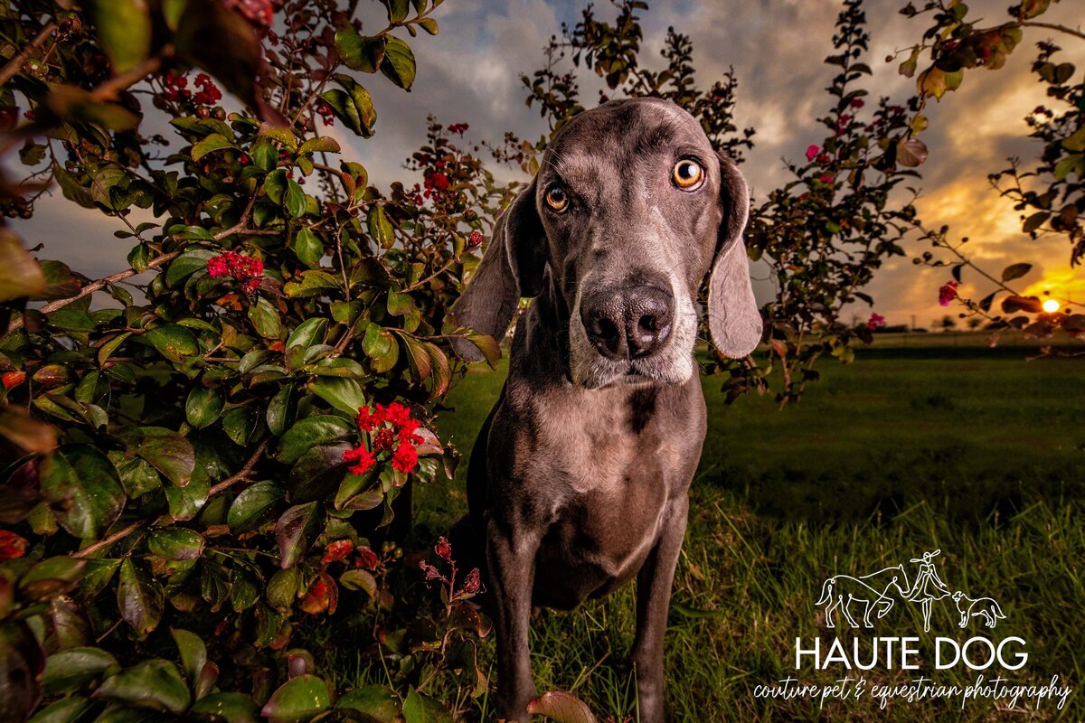 Weimaraner dog sitting in pink Crepe Myrtle flowers at sunset, with the golden light casting a serene glow over the scene.