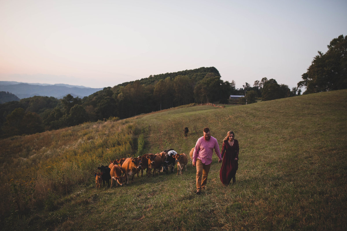 cows-engagement-session-virginia