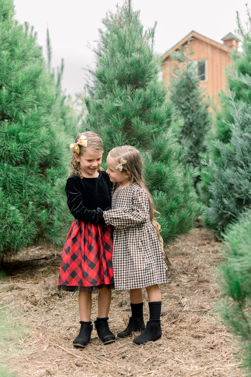 Tree Farm-Orange County Holiday Mini Session-097