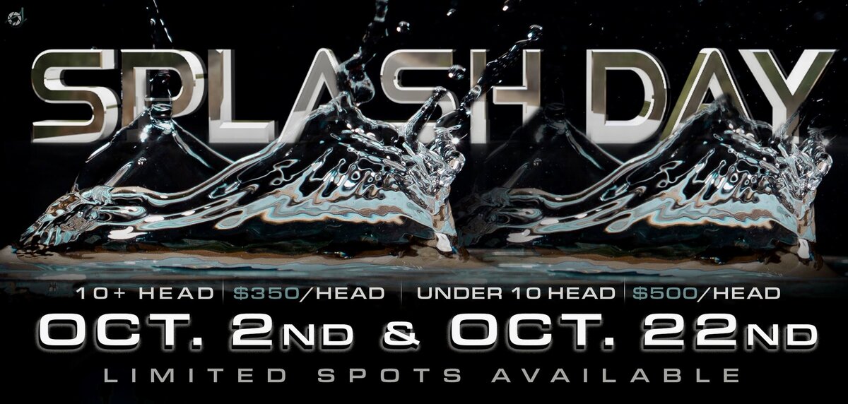 MSG_splashSPLASH DAY
