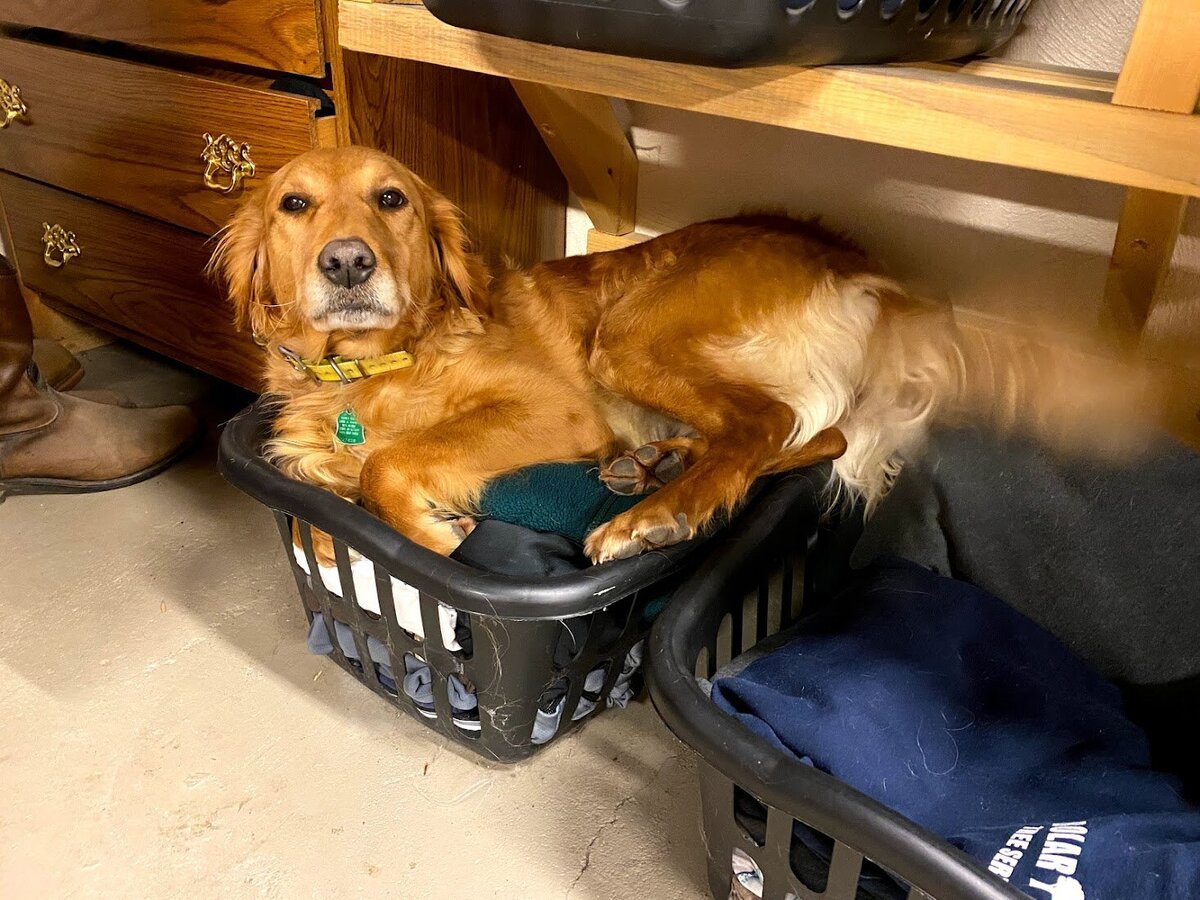 Appelgate-golden-retriever-puppies-Tess-11
