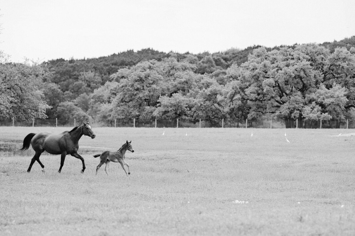 Baby horses running through the fields