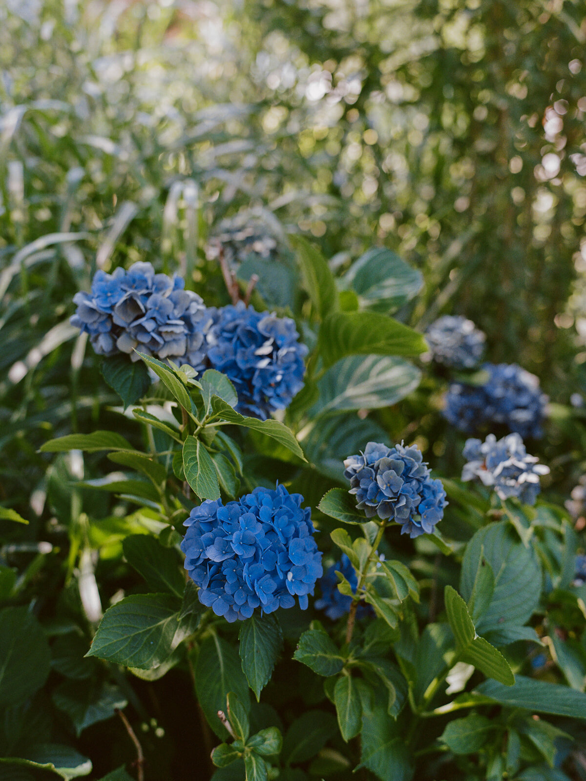 Annalise & Jonathan Tented Private Residence Connecticut Wedding-24