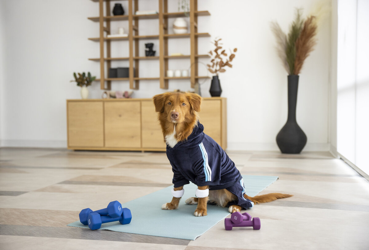 pet industry photographer