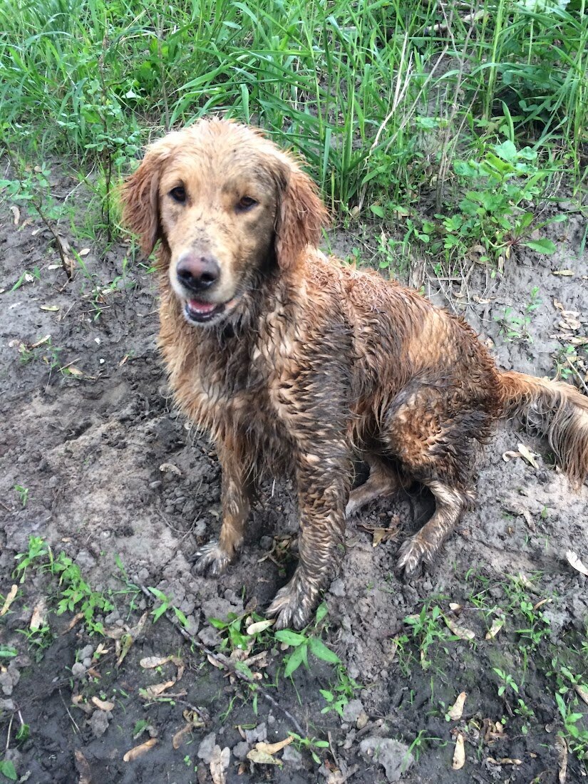 Appelgate-Golden-Retriever-Puppies-Molly