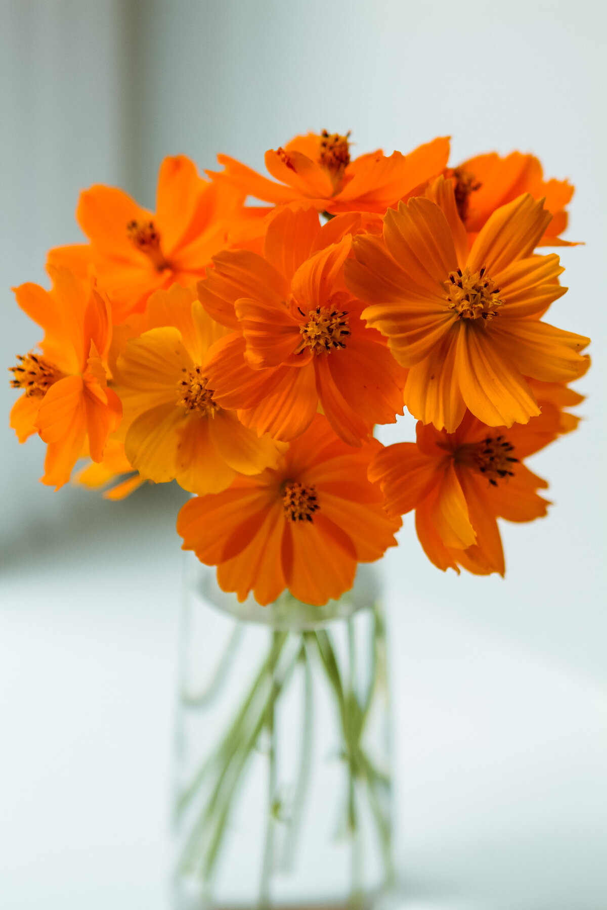 cosmos-garden-flowers-orange