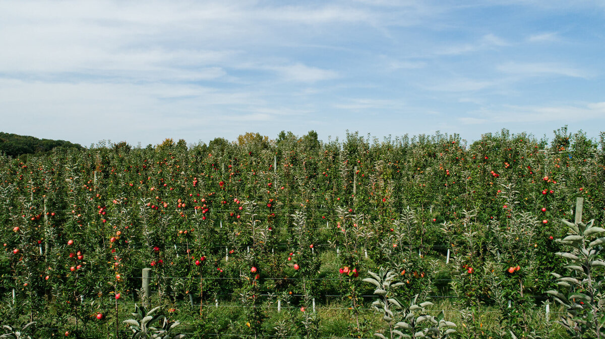 Oakwood-Fruit-Farm-Apple-Orchard-Richland-Center-Wisconsin-3 2