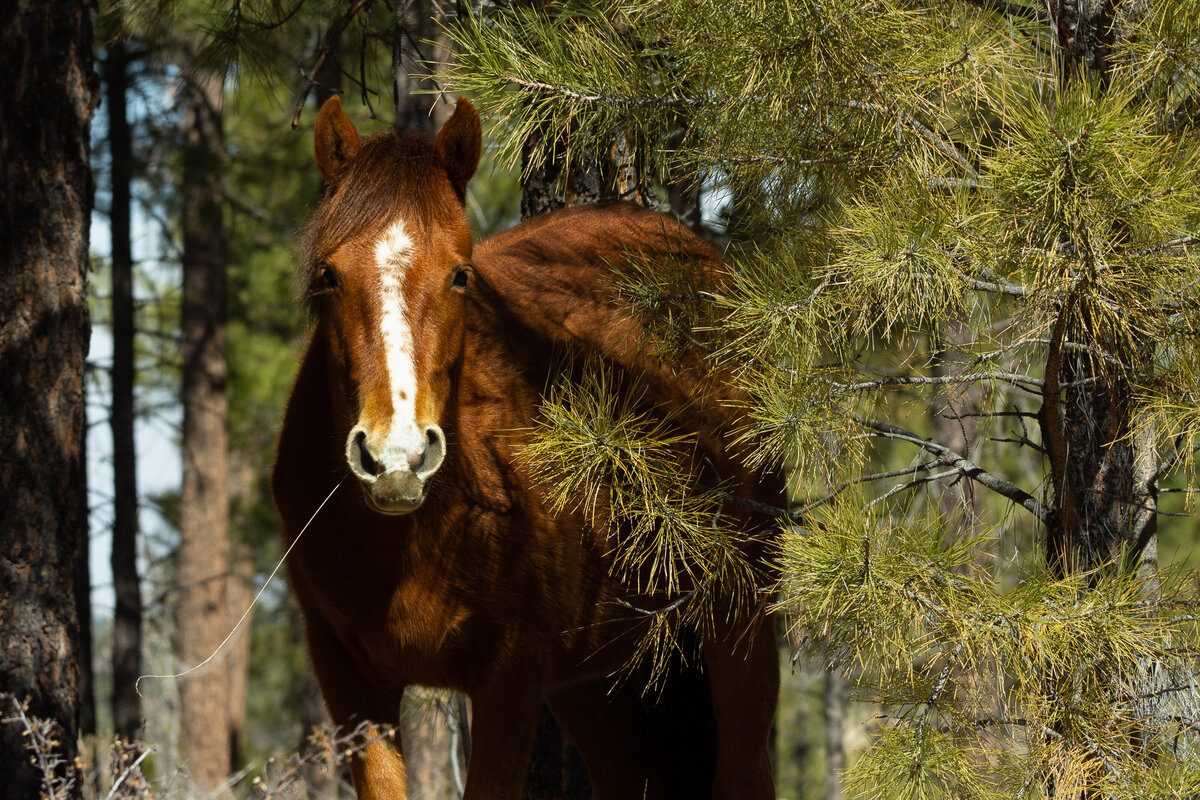 heber_wild_horse_7518_C1