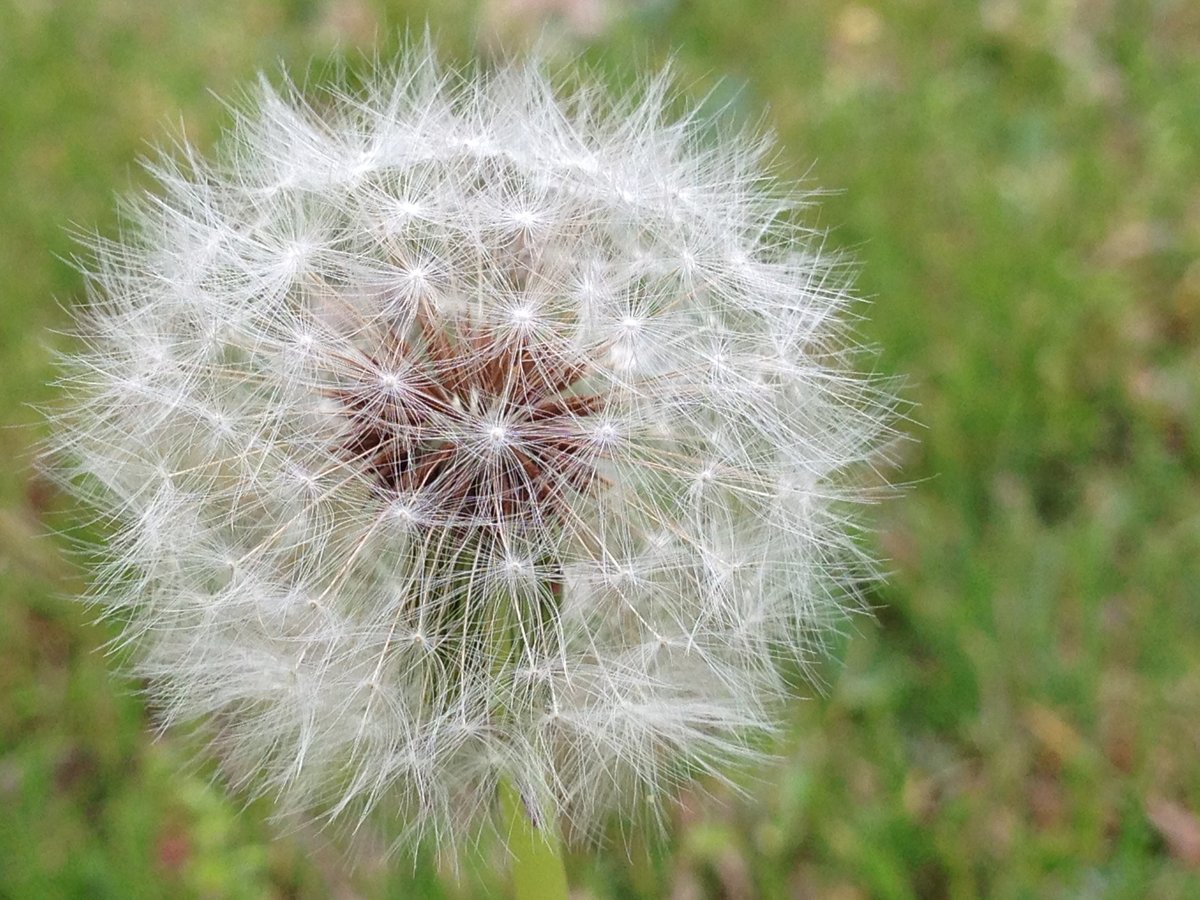 Austin Family Photographer, Tiffany Chapman Photography dandelion close up photo