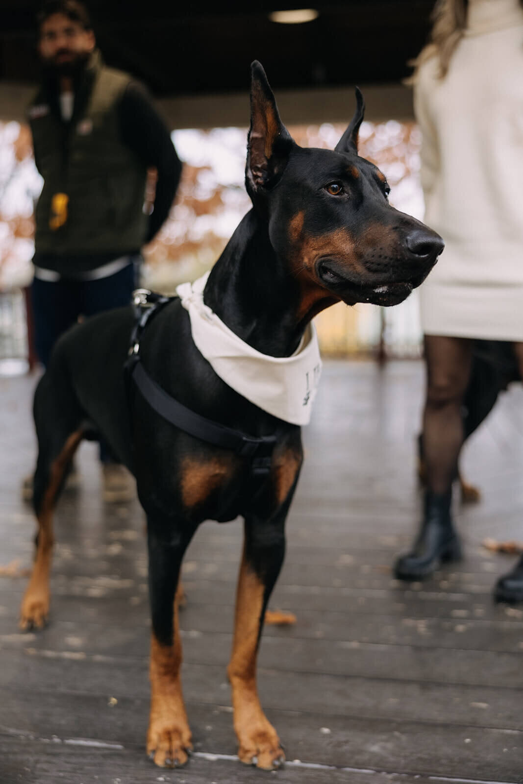 Dog wearing white triangle neck scarf for  pregnancy announcement photos in Finger Lakes, NY