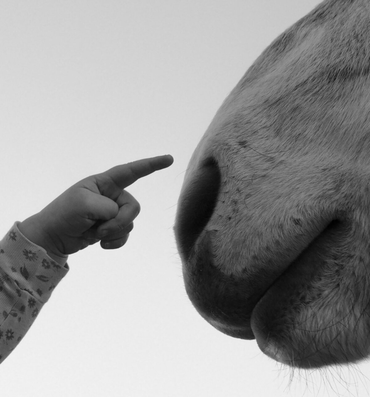 intimate and sweet moment of a child's hand touching a horse in Bend, Oregon