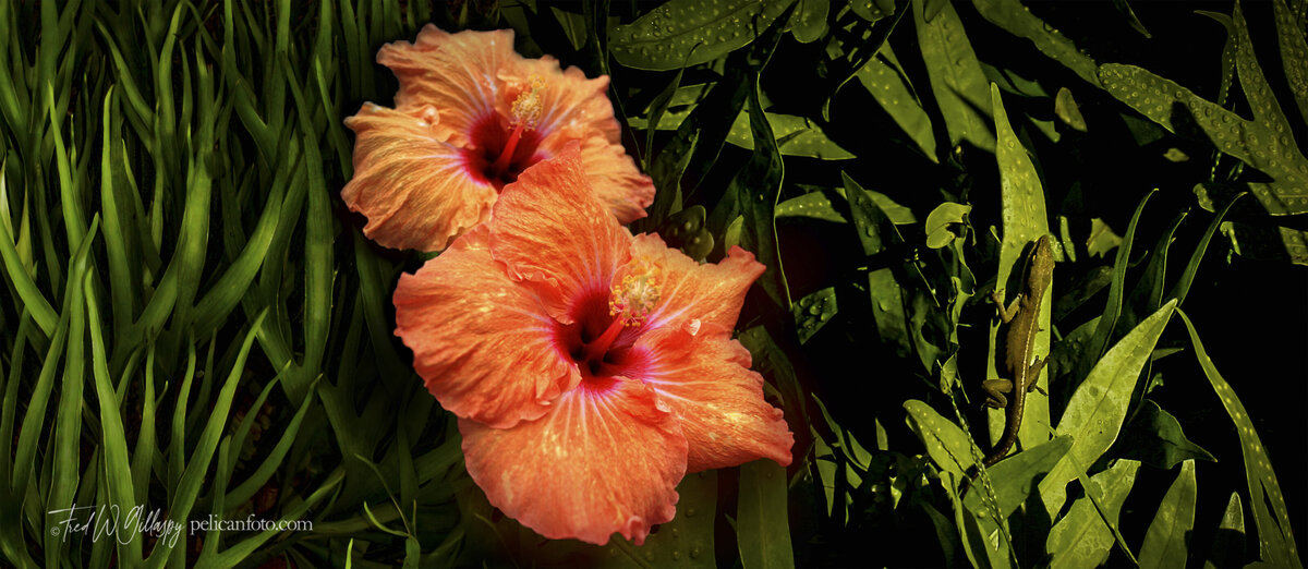 Panorama of orange Hibiscus and Hawaiian Gecko in lush tropical forest.