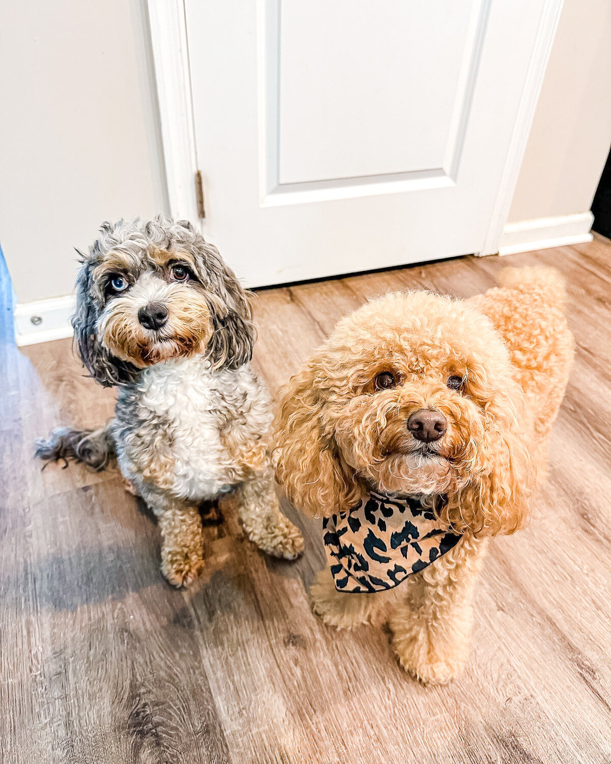 2 Goldendoodles Indoors
