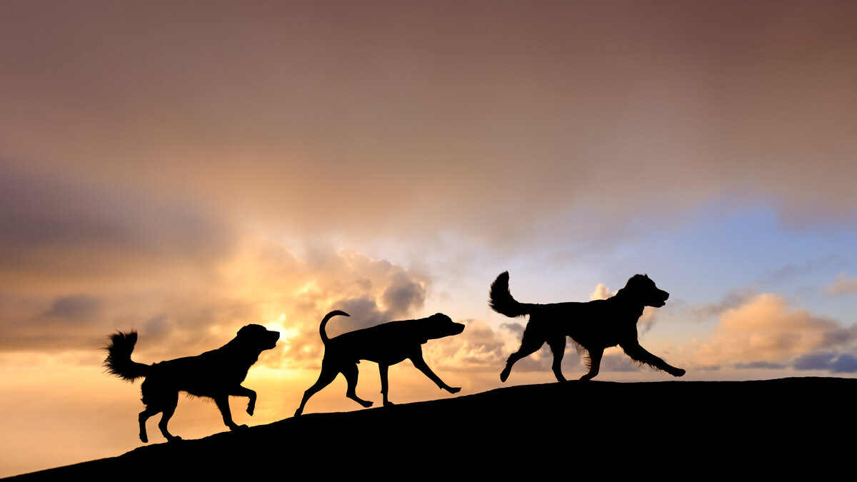 Honolulu Dog Photographer-6
