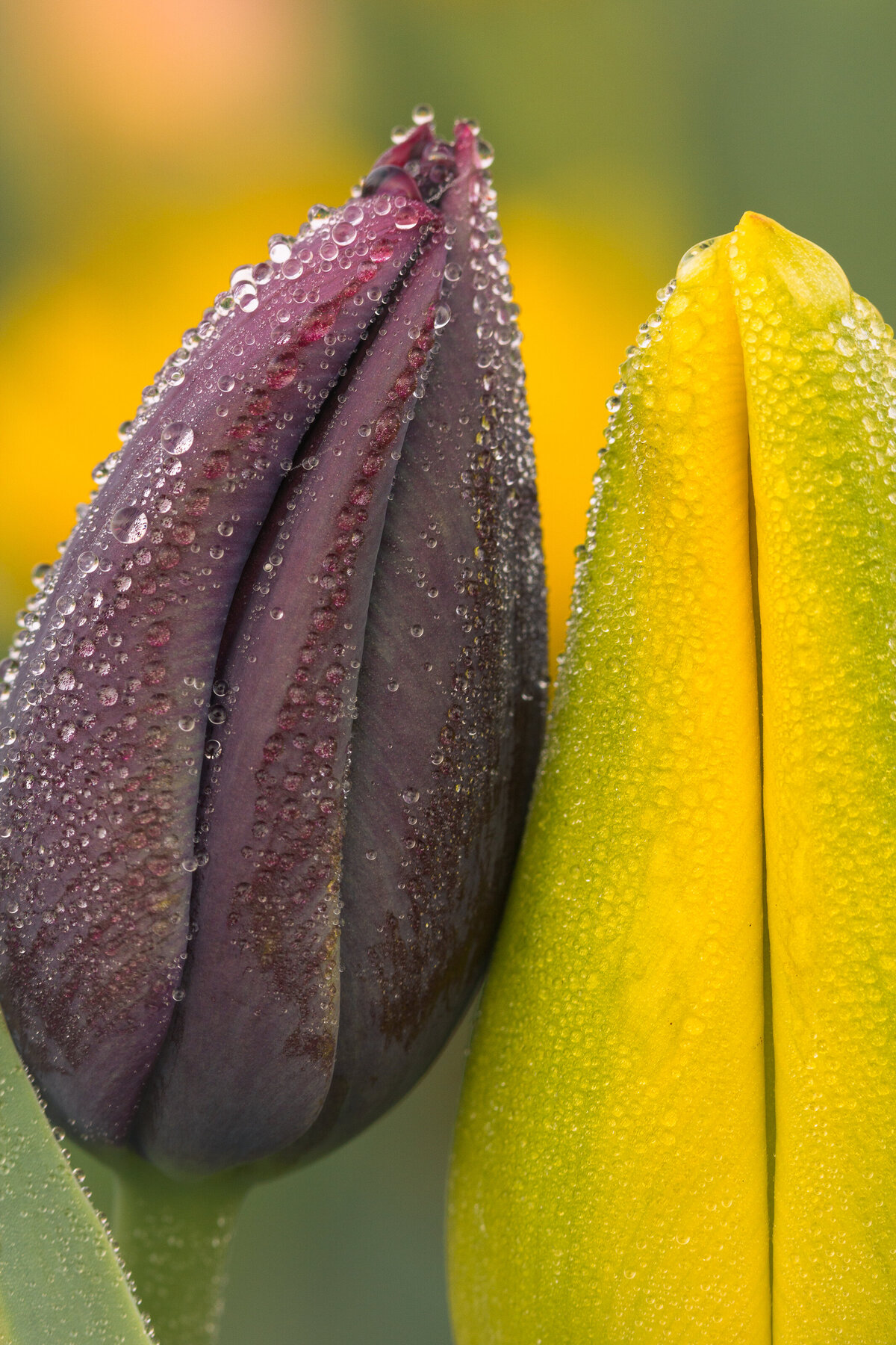tulips_9782_2