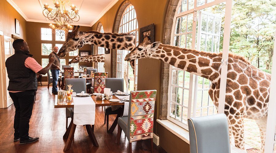 giraffe-manor