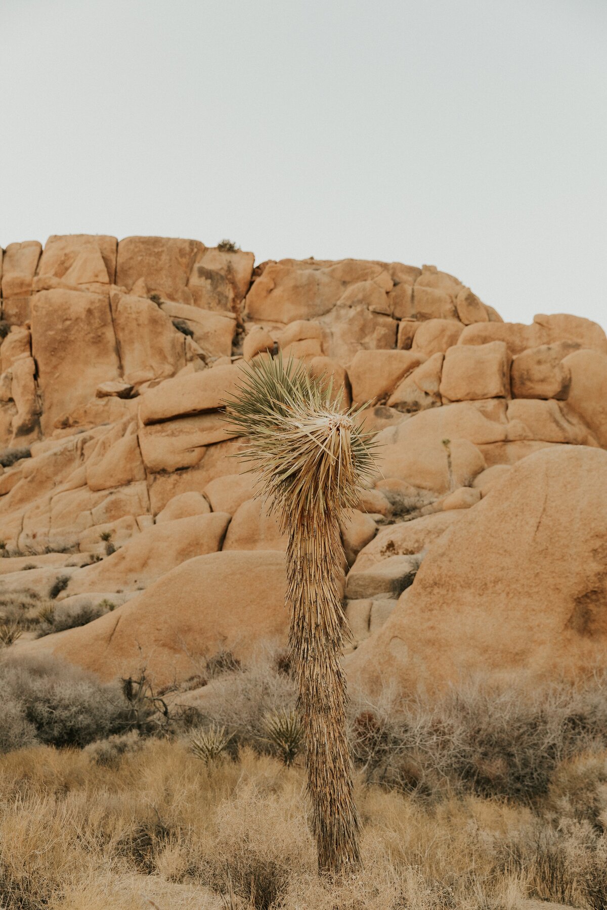 Joshua-Tree-Elopement-21