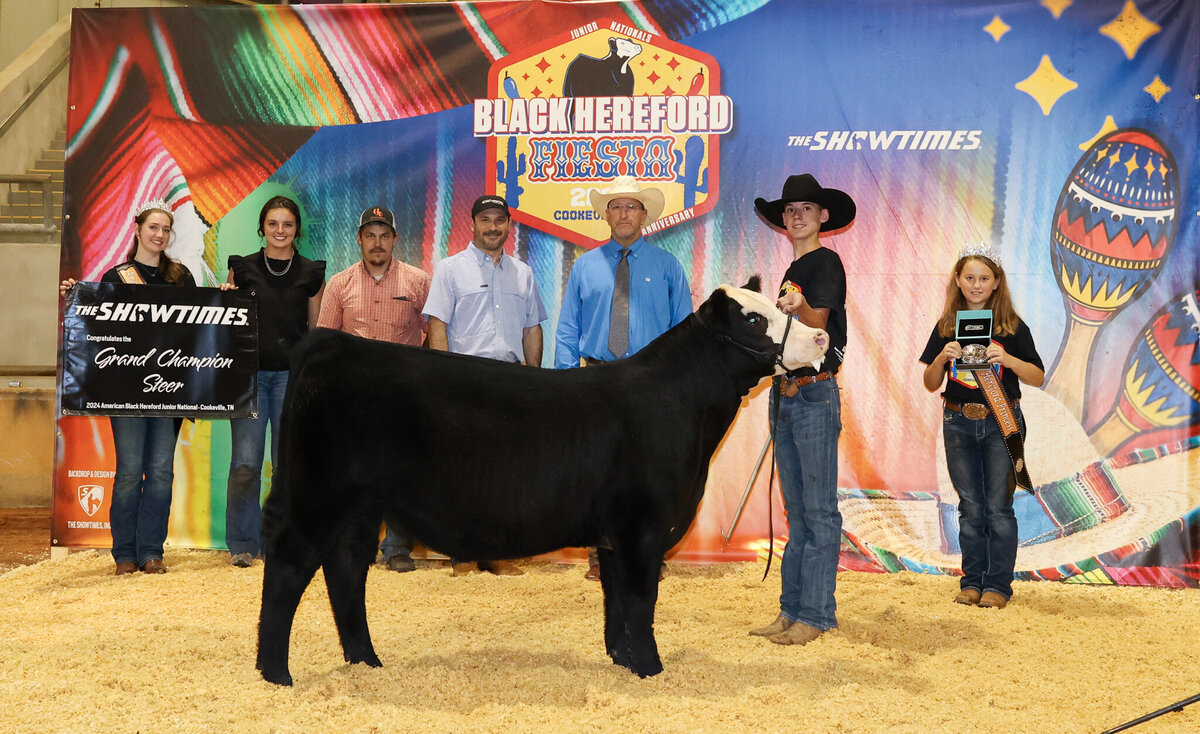 Black Hereford steer