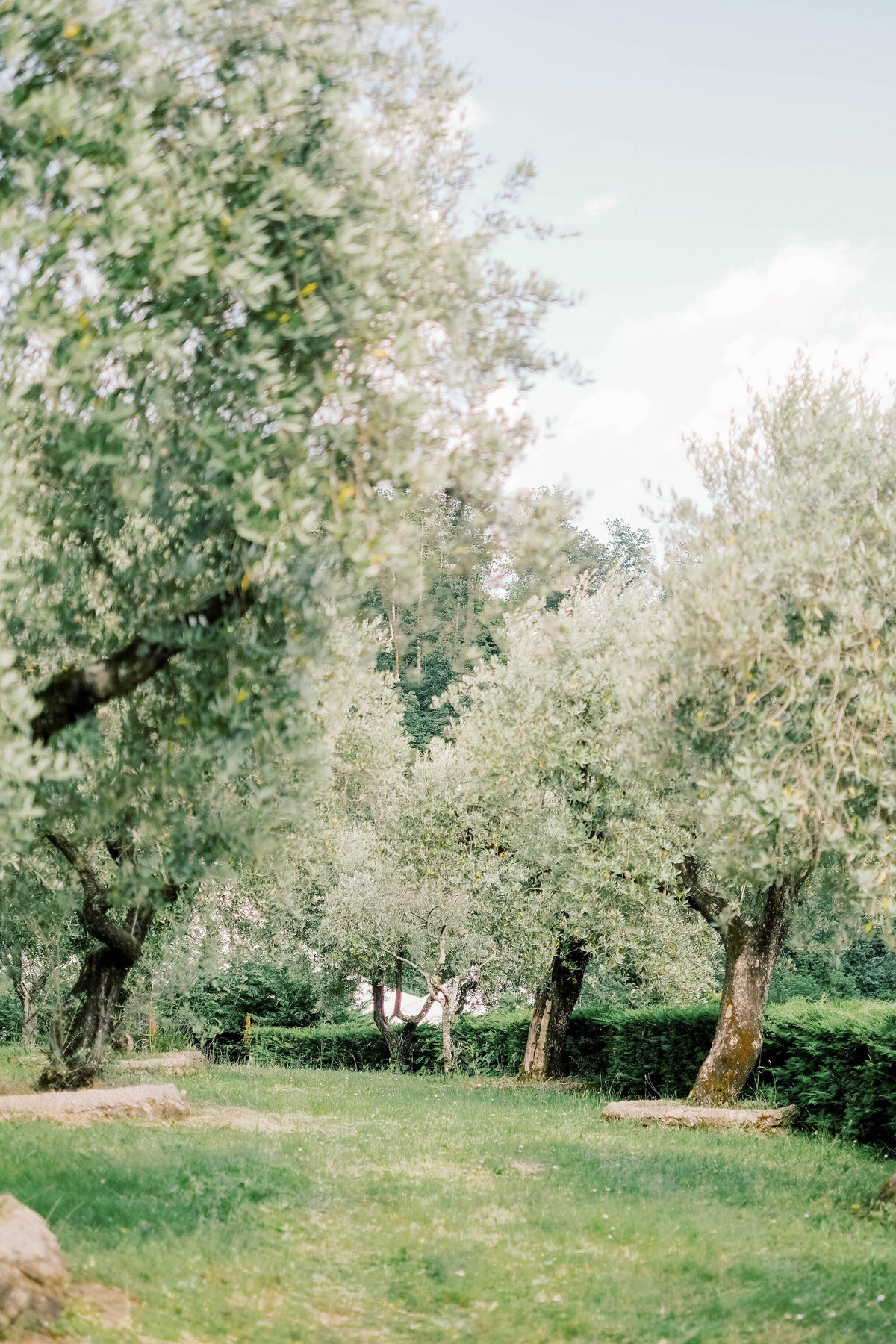 trees and greenery