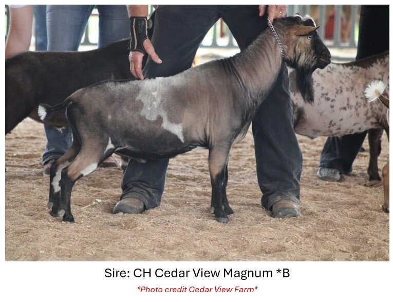 sire info