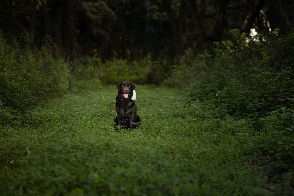 lilla-bordas-portraits-tampa-DOG-photographer1320_2