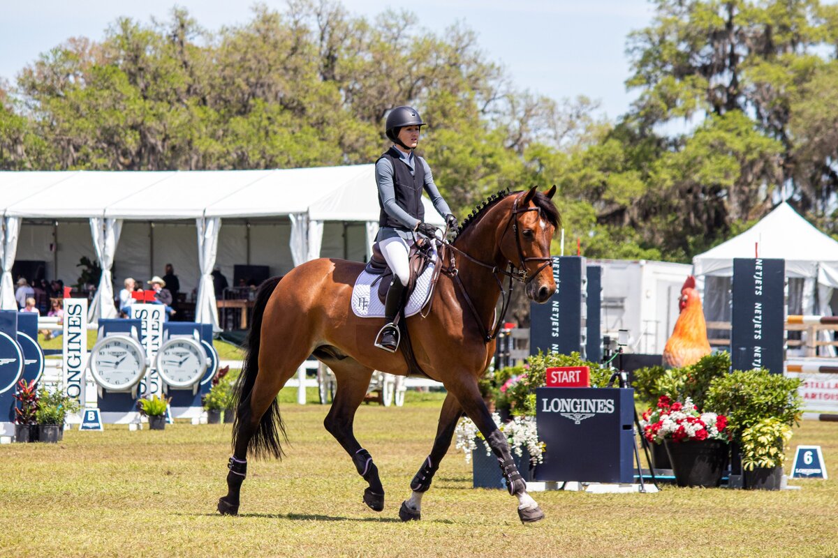 Bay Star Cute Trot