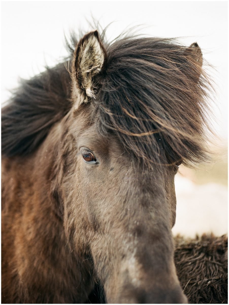brown icelandic horse