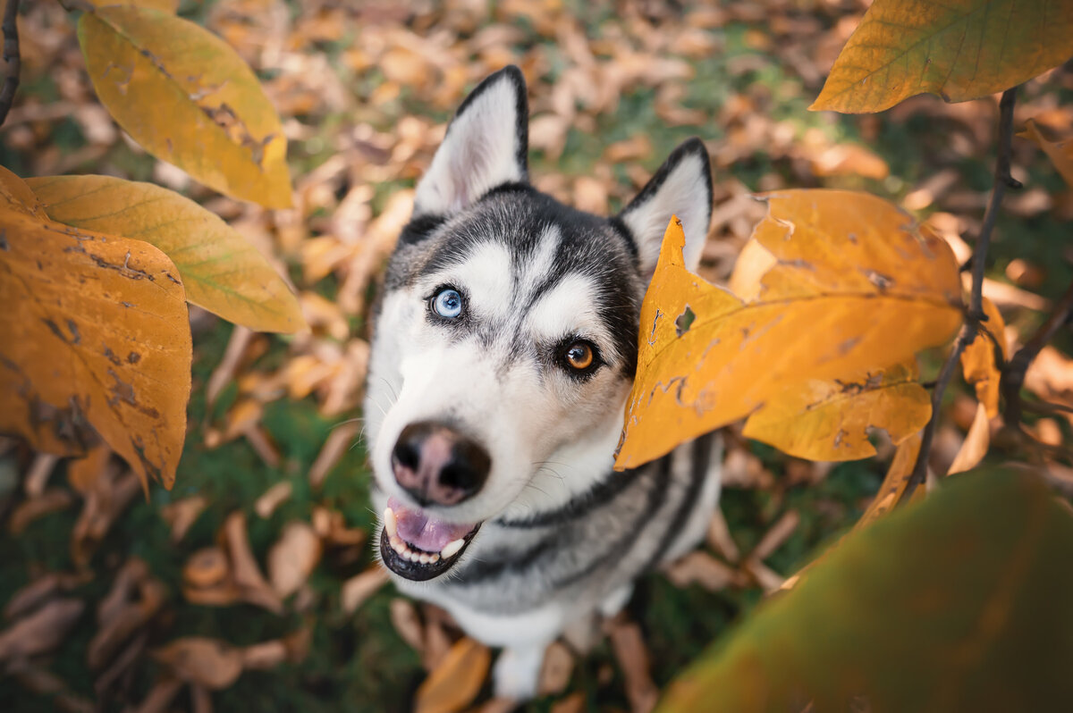 Dog Photo Shoot (12)