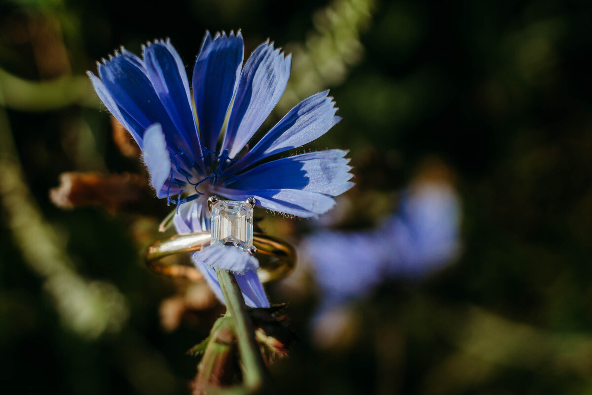 MeadowsEngagement-564