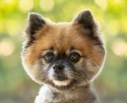 lilla-bordas-portraits-tampa-DOG-photographer1458_1