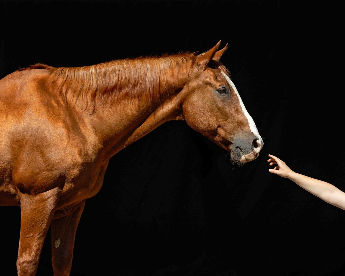 seattle-equine-photographer-7