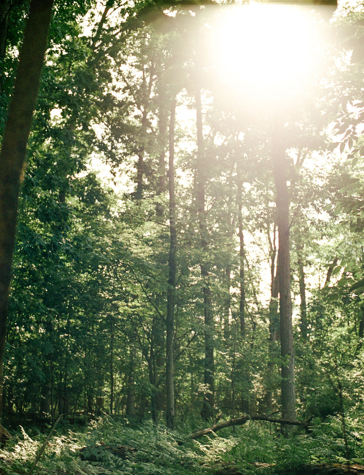 hazy sunlight through trees in forest, conceptual, artistic branding photo for candle scent company