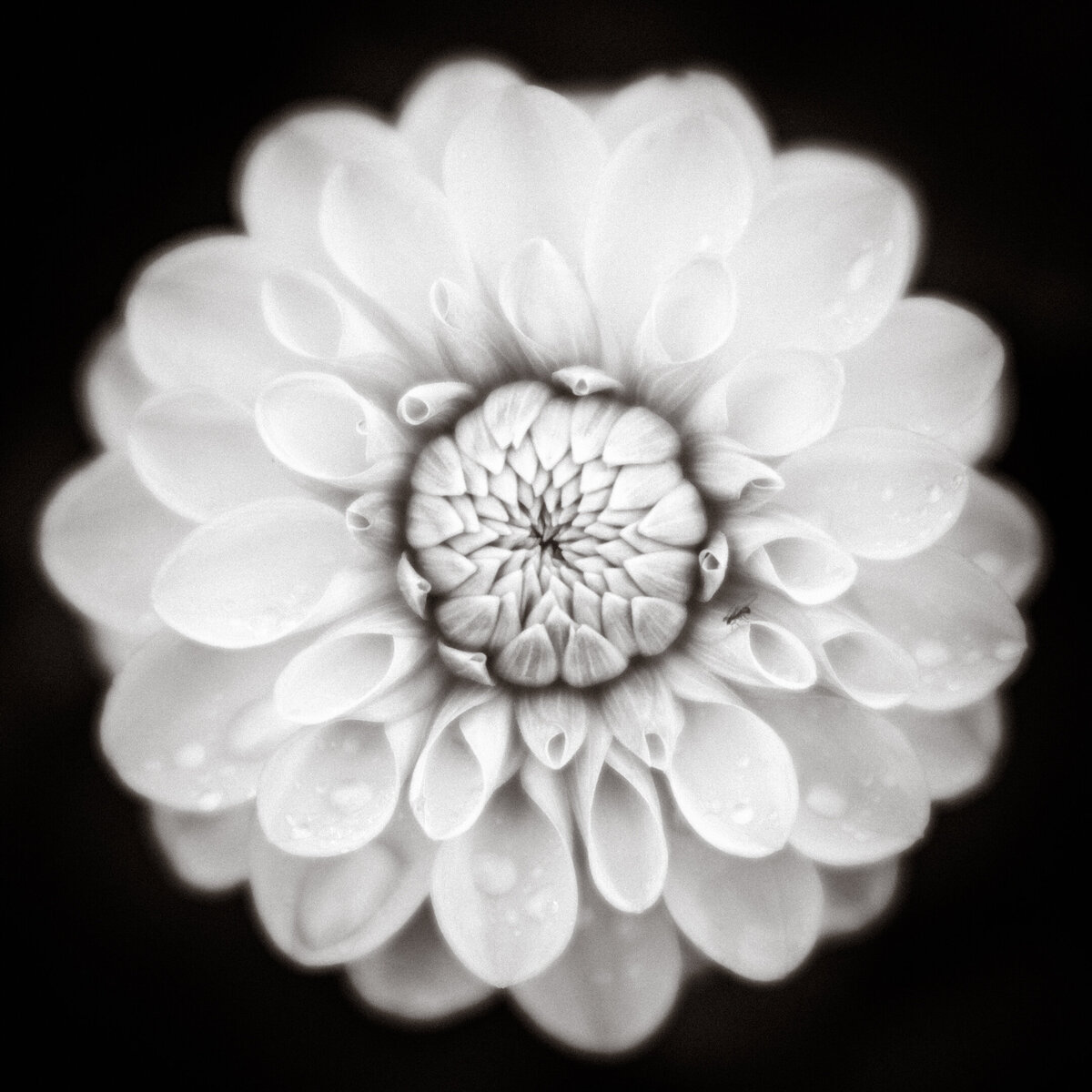 Black and white of a dahlia bloom.