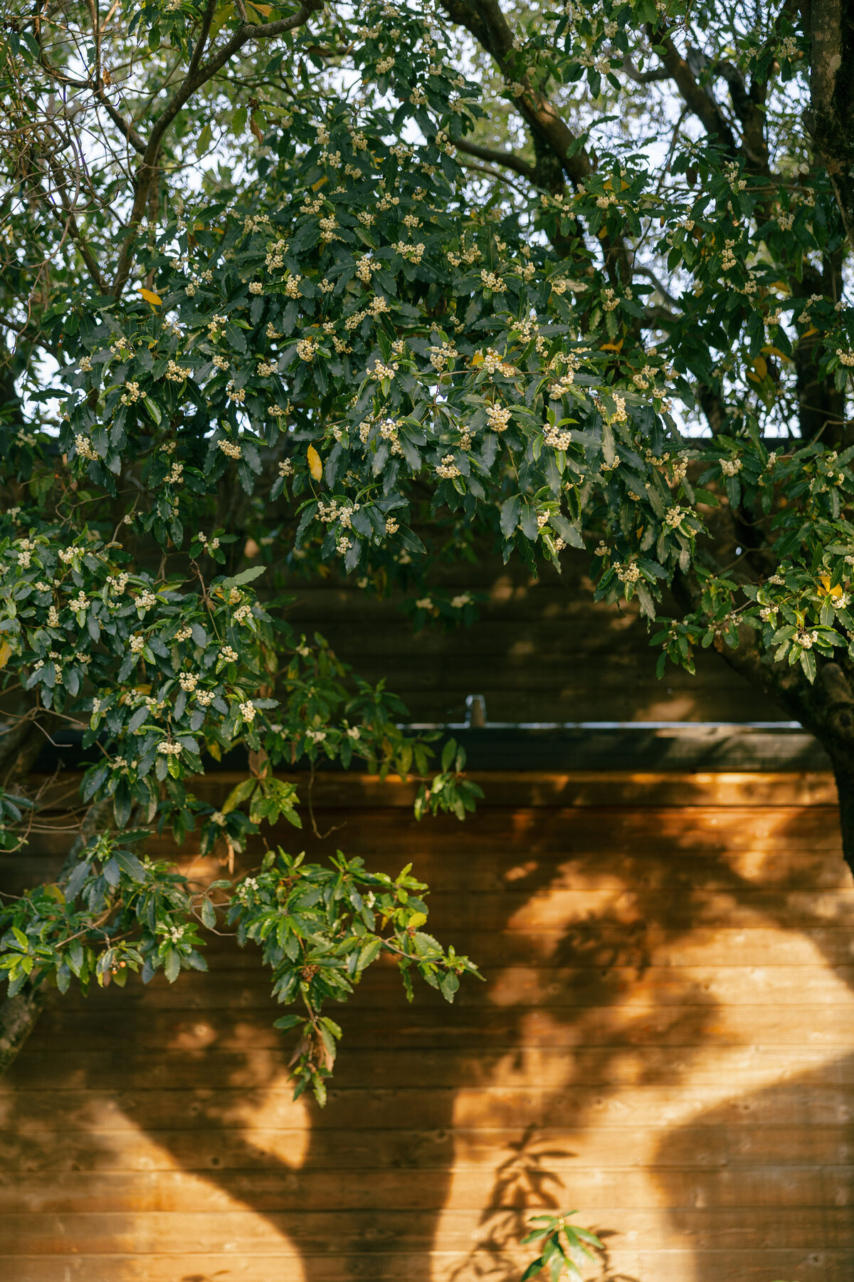 Ventana-Big-Sur-Wedding-Photographer-99
