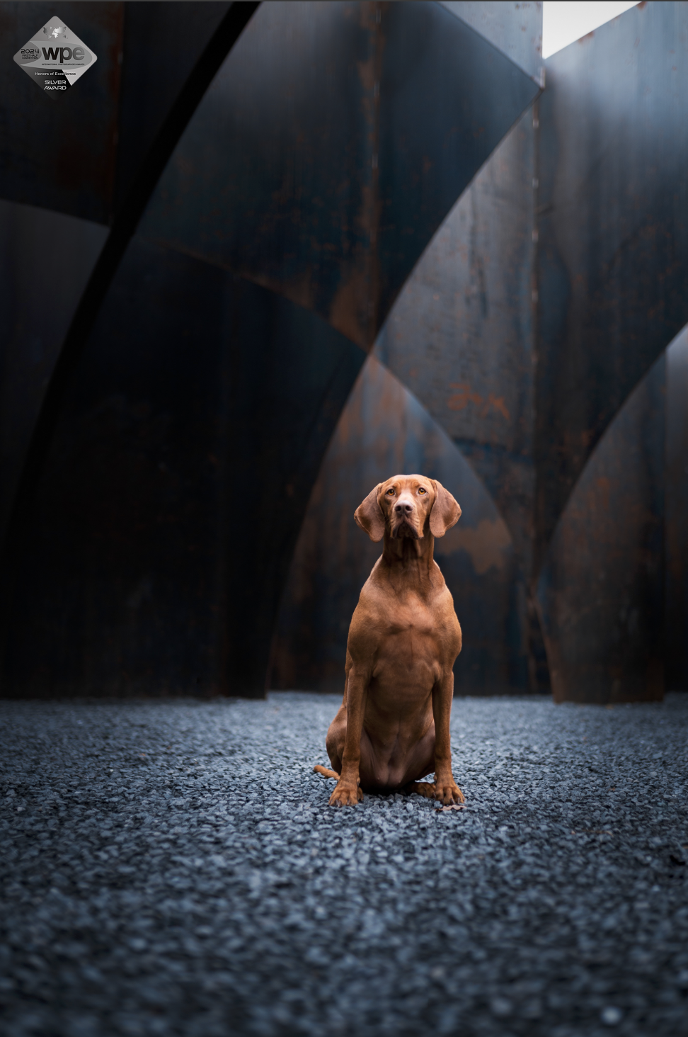 hondenfotograaf award