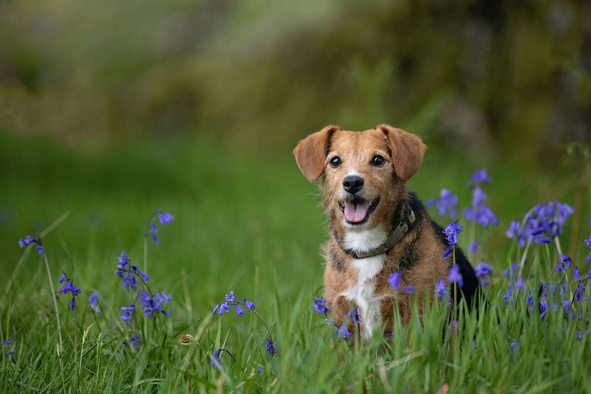 small brown dog in a field of purple flowers