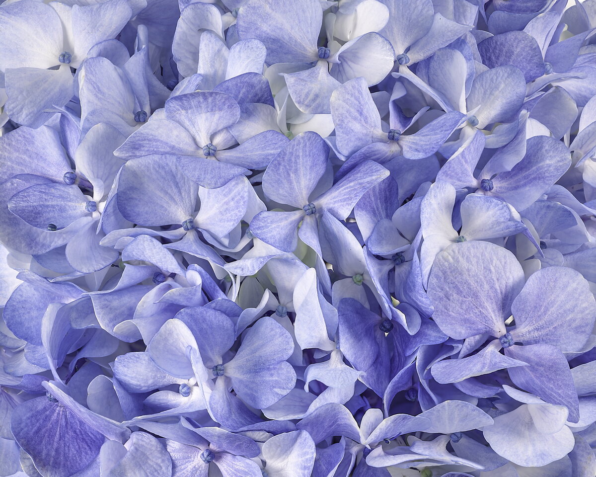 Periwinkle-Drift-Hydrangea-Salty-Blooms