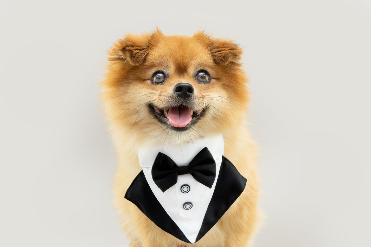 pomeranian-dog-wearing-tuxedo-birthday-valentine-s-day-isolated-gray-background